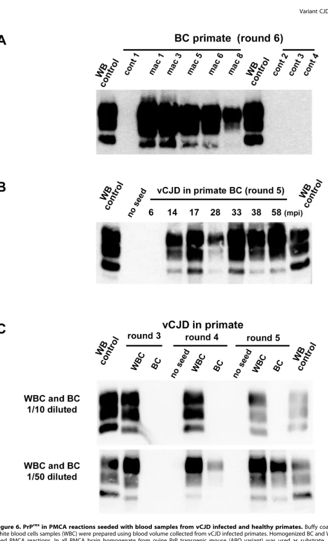 Figure 6. PrP res in PMCA reactions seeded with blood samples from vCJD infected and healthy primates