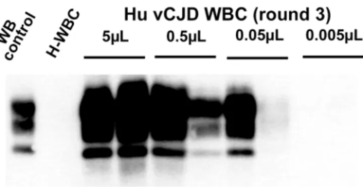 Figure 9. Analytical sensitivity of endogenous vCJD agent PMCA detection in the blood of affected patients