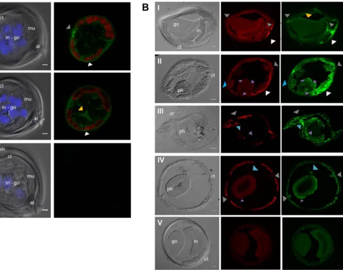 Fig. 5. Immunolocalization of Hco-Pgp-13 in Haemonchus contortus L3 larvae (A) and adult (B)