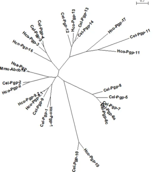 Fig. 2. Maximum likelihood phylogenetic tree of mammalian and nematode Pgp protein sequences