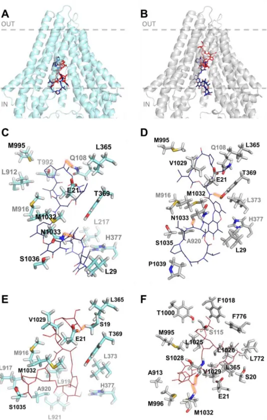 Fig. 3. In silico binding of actinomycin D and ivermectin to Hco-Pgp-13 model 04 (A, C, E) and model 52 (B, D, F)