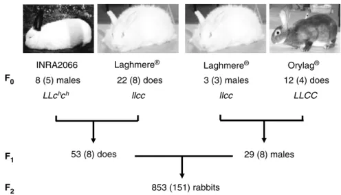 Figure 1 Structure of the reference rabbit families. Two phenotypic traits segregate in the families: angora, with wild-type (L) and mutated (l) alleles, and albino, with wild-type (C), albino (c) and himalayan (c h ) alleles