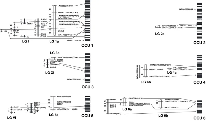 Figure 2 Rabbit integrated genetic and cytogenetic map, including anchorage of previously published linkage groups
