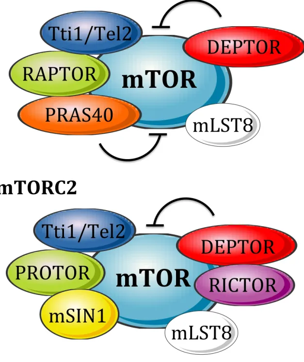 Figure   2   :   Composition   des   deux   complexes   mTORC1   et   mTORC2   