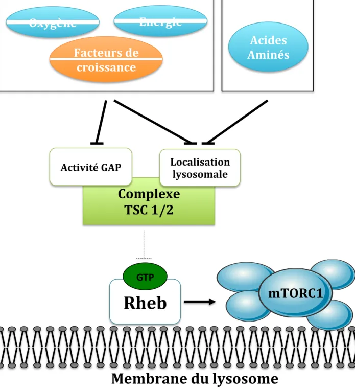 Figure   3   :   Le   complexe   TSC1/2:   carrefour   sensitif   du   complexe   mTORC1   