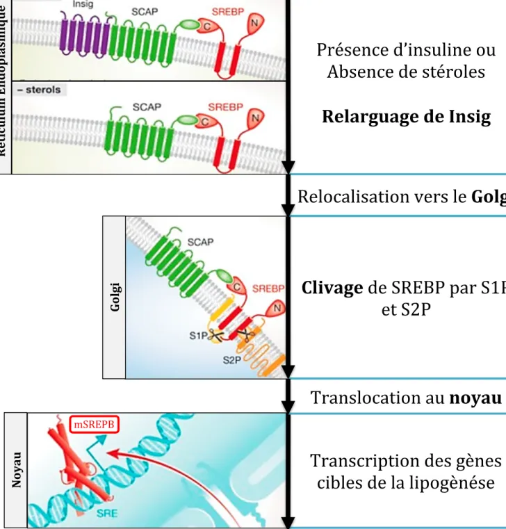 Figure   12   :   Mécanisme   d’activation   des   protéines   SREBP   