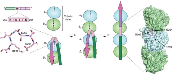 Figure 5. The structural switch of the I 260 GSTE 264  peptide (left) Turn adopted by the I 260 GSTE 264  peptide in the  PiD 3R-Tau fibrillar structure (13), (middle) NMR based model of the transition of this peptide from a turn when  bound to a single tu
