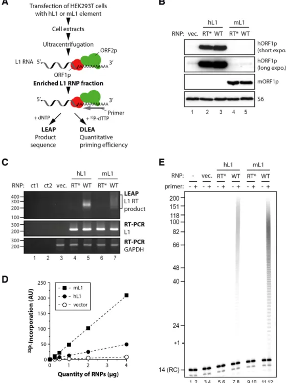 Figure 1. Initiation of L1 reverse transcription by native L1 RNPs. (A) Outline of the experimental procedure