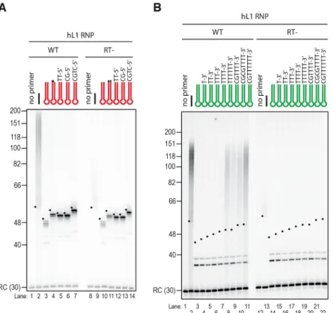 Figure  S4.Human  L1  RNPs  preferentially  extends  double­stranded  DNA  with a 3′ overhang.  