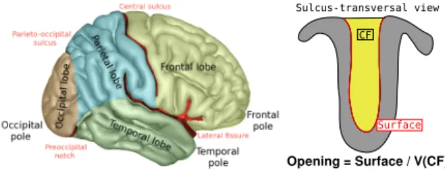 Fig. 1. (left) Main brain structures : Sulci are the main furrows. For example, Central Sulcus is separating Frontal and Parietal lobes