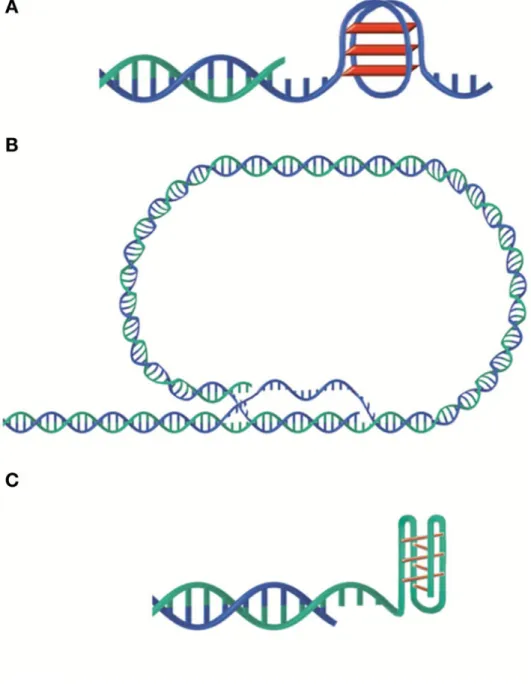 Figure 1. Different telomere structures. A. G-quadruplex. B. t-loop. C. i-motif. Illustration  from [Giraud-Panis MJ
