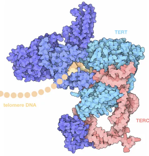 Figure  2.  Structure  of  the  telomerase  holoenzyme.  This  structure  includes  a  reverse  transcriptase (TERT) and associated proteins, an RNA template (TERC), and a short piece of the  telomere DNA [Illustration from  Protein Data Bank, http://pdb10