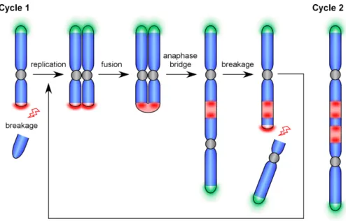 Figure 4. Breakage-fusion-bridge cycles. 