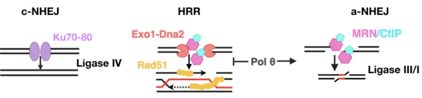 Figure 5. Multiple pathways to repair a DNA double-strand break. 