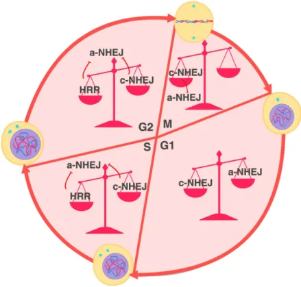 Figure 9. Cell-cycle control of DSB repair. 