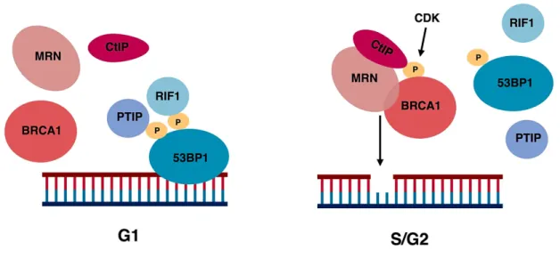Figure 10. DSB occupancy in G1 and S/G2 phases of cell cycle. 