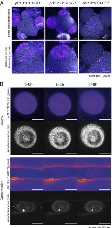 Fig. 3. Expression of linker histones at the shoot apical meristem. (A) Maximal projections of the confocal stacks, showing the expression patterns of the linker histone reporter lines for H1.1, H1.2, and H1.3 at the shoot apex (Upper) and a close-up in th