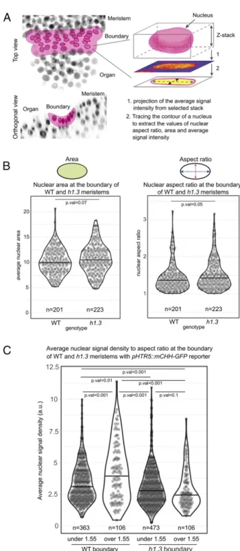 Fig. 5. Chromatin changes in compressed nuclei at the organ – meristem boundary in h1.3 mutant