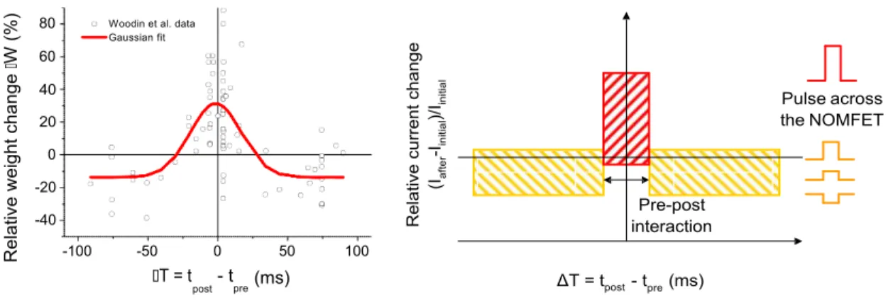 Figure  10:  Left:  relative  synaptic  weight  change  in  symmetric  STDP,  observed  in  GABAergic  synapses