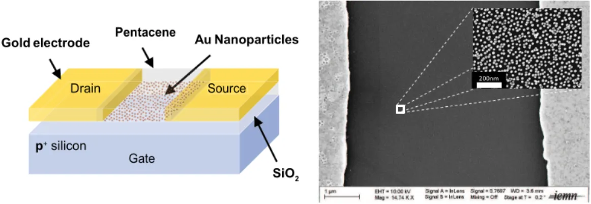 Figure  1: Physical  structure  of  the  NOMFET  transistor  (left).  It  is  composed  of  a  p +  doped  bottom-gate  covered  with  silicon  oxide  (200  nm  thick)