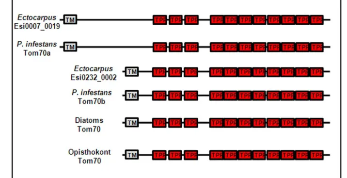Figure 2. Description of the Tom70 homologues found in stramenopiles. (A) Comparison of the different domain structures found in Tom70 homologues in Ectocarpus , oomycetes and diatoms