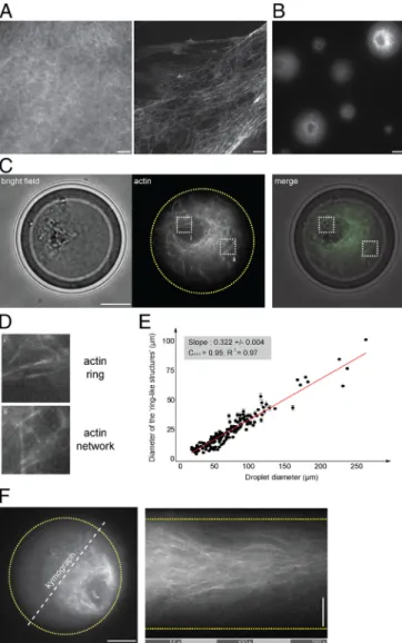 Fig. 1. Symmetry breaking of confined F-actin network. (A) Fluorescent ob- ob-servation of F-actin network (in presence of Alexa488-conjugated phalloidin) generated in bulk extracts (5 min incubation)