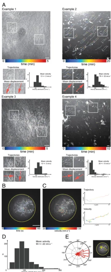 Fig. 2. F-actin spatiotemporal dynamics in bulk and within droplets: quan- quan-titative characterization of the flow velocity