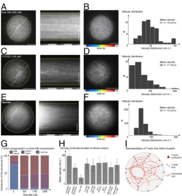 Fig. 4. Testing the role of the spatial localization of F-actin nucleation sites, the requirement of myosin II, and the regulation of the cell cycle in the generation of symmetry breaking and actin flow