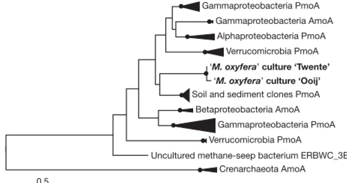 Figure 2 | Phylogeny of ‘Methylomirabilis oxyfera’ pmoA protein sequences. Neighbour-joining tree showing the position of enrichment cultures ‘Twente’ and ‘Ooij’ (in bold) relative to other pmoA and amoA sequences