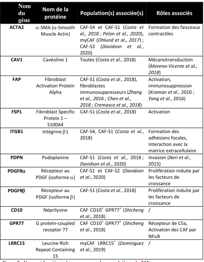 Figure 5 : Noms et fonctions des marqueurs des populations de CAF 