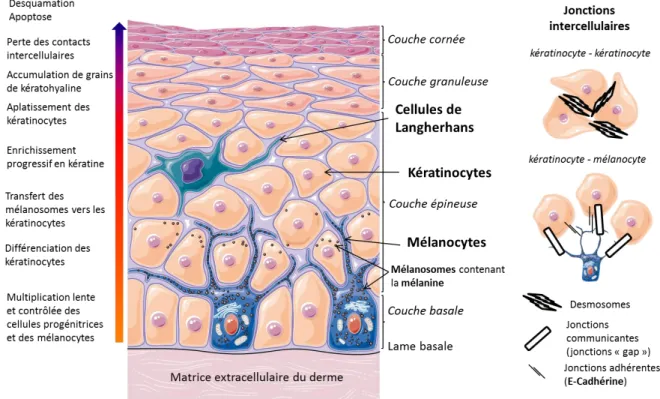 Figure  12 :  Structure  et  interactions  intercellulaires  de  l’épiderme.  L’épiderme  contient  majoritairement  de  kératinocytes  qui  suivent  un  processus  de  différenciation  de  la  couche  basale  vers  les  couches  superficielles