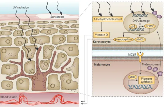 Figure  14  :  Les  interactions  entre  kératinocytes  et  mélanocytes  sont  cruciales  pour  la  photoprotection  de  la  peau  (D’après  Schadendorf  et  al.,  2015)