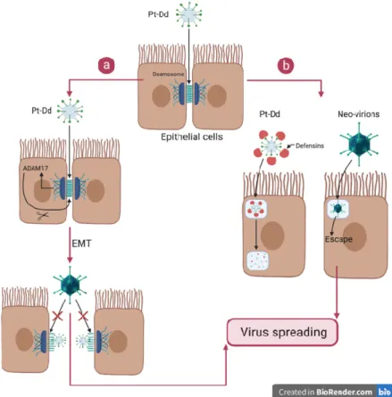 Figure 5. Biological function of the dodecahedron ‘pseudovirus’. Pt-Dd facilitates virus spreading by  both interacting with DSG2 and acting as a decoy