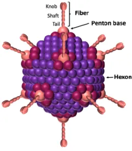 Figure 1. Schematic view of adenovirus. The icosahedral capsid is formed by the hexon