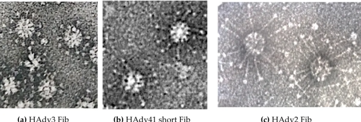 Figure  3.  Recombinant  HAdV3  dodecahedrons  pseudotyped  with  different  fibers.  (a)  Base  Dodecahedron (Bs-Dd) coexpressed with its corresponding HAdV3 fibers,  (b) the enteric HAdV41  short fiber, or (c) co-incubated with the HAdV2 fiber are observ