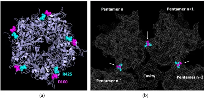 Figure  4.  Contact  between  adjacent  pentamers  of  a  dodecahedron.  (a)  Bottom  view  of  a  single  pentamer  with D100 highlighted in magenta and R425 in light blue