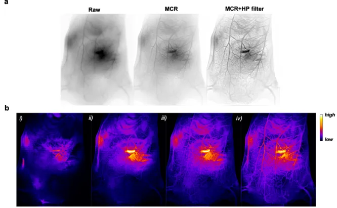 Figure 4. a. In vivo SWIR imaging (reverse contrast) of WT 129/Ola mice vasculature before  imaging  processing  (raw)  and  after  Monte  Carlo  constrained  restoration  (MCR)  and  an  additional filtering (MCR+HP filter)