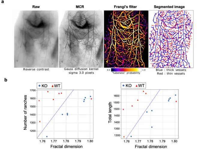 Figure 5.a. SWIR images of a Bmp9-KO mouse after MCR processing, Frangi’s filter, and  segmentation