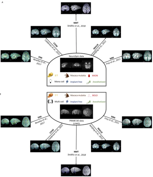 Fig. 8. Pypreclin preprocessing outputs using different macaque brain templates. The visual  re-ports overlay the functional image with the D99  tem-plate (Reveley et al., 2017), the CIVM temtem-plate (Calabrese et al., 2015a,b), the NMT template (Seidlitz