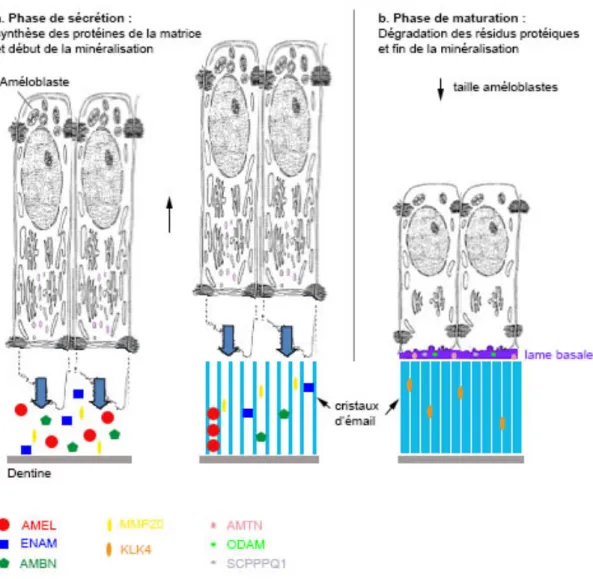 Figure 2. Schéma illustrant les deux phases de l'amélogenèse. 