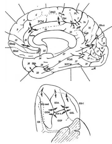 Fig. 3    Top and lower right: Map of the plis de passage denoted by  double arrows (aggregation of drawing of Jean Régis (1994)), Lower  left: Map of the sulcal roots separated by superficial or buried gyri, 