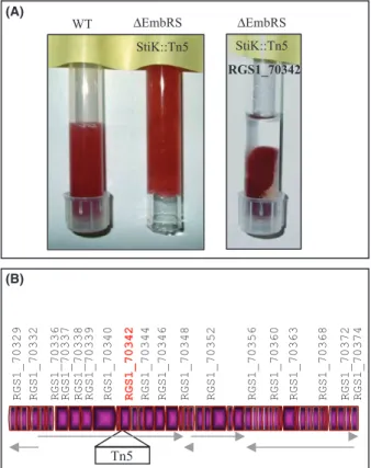 Figure 5. Phenotype of the DEmbRS-Stik mutant. (A) Cells (WT, D EmbRS-STiK::Tn5, and the complemented strain D EmbRS-STiK::