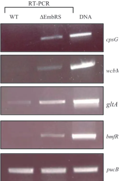 Figure 6. Expression profiles of genes regulated by EmbRS. RT-PCR experiment showed an increase in the transcript level of all regulated genes in the D EmbRS mutant compared to the wild type (WT)