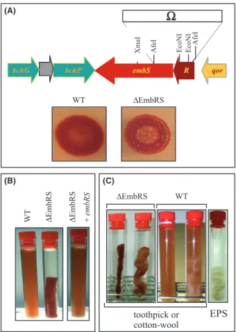 Figure 1. Genetic organization of the ebmRS operon and the phenotype of the corresponding mutant compared to the WT