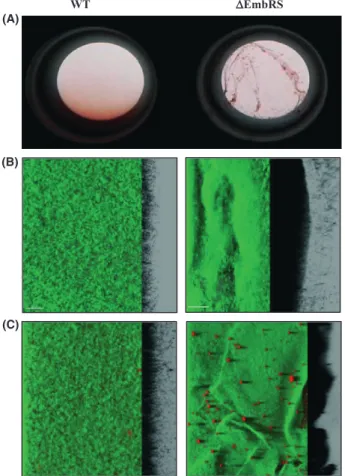 Figure 2. Biofilm formation by DEmbRS cells. (A) Digital camera images show macroscopic biofilm structures only in the D EmbRS mutant in microplates