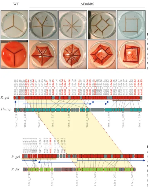 Figure 3. Biofilm formation by DEmbRS cells.