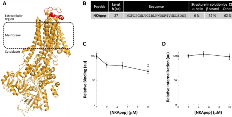 Fig 6. Effect of Hsc70 SBD-derived peptides on αSyn fibrils take-up by Neuro-2a cells