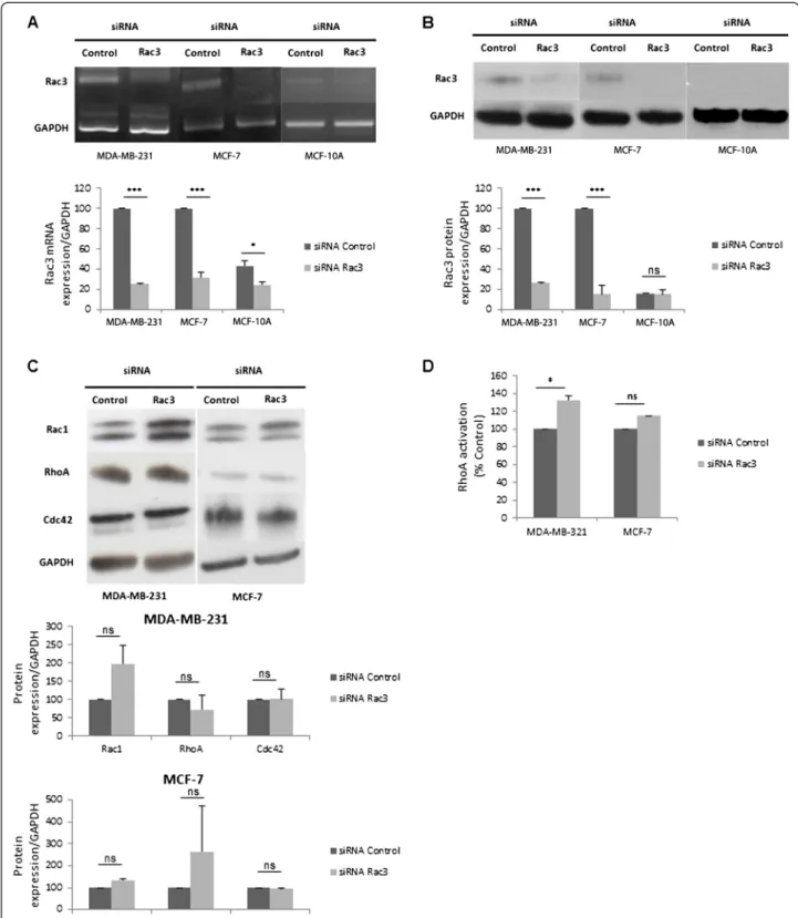 Figure 1 Efficacy and specificity of siRNA anti-Rac3 treatment and effect on RhoA activation in cancer cells and normal mammary epithelial cells