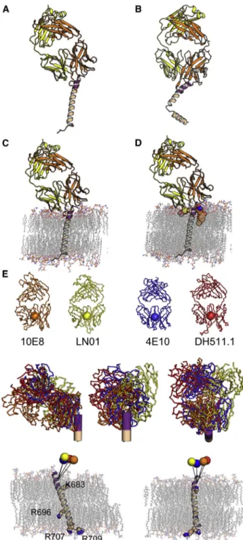Figure 6. Structure of LN01 in Complex with gp41 MPER-TM2 Re- Re-veals a Continuous Helix of MPER and TM
