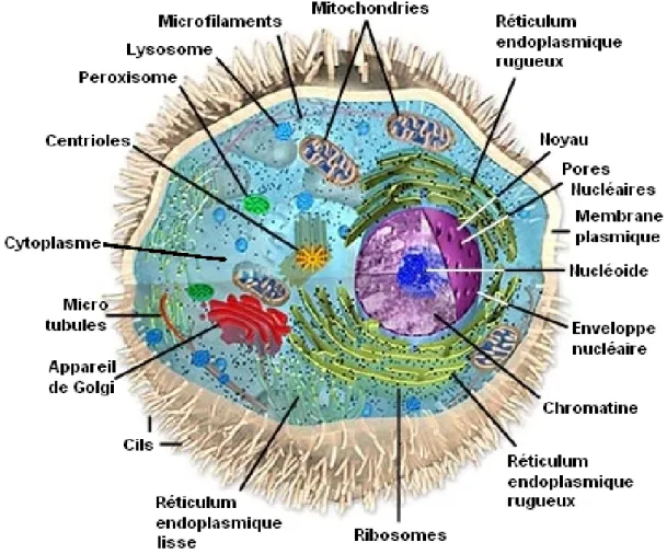 Figure 1.2.1: Une cellule et ces compartiments